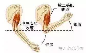 瑜伽常识瑜伽中【肘关节超伸】怎么办必一体育？(图5)